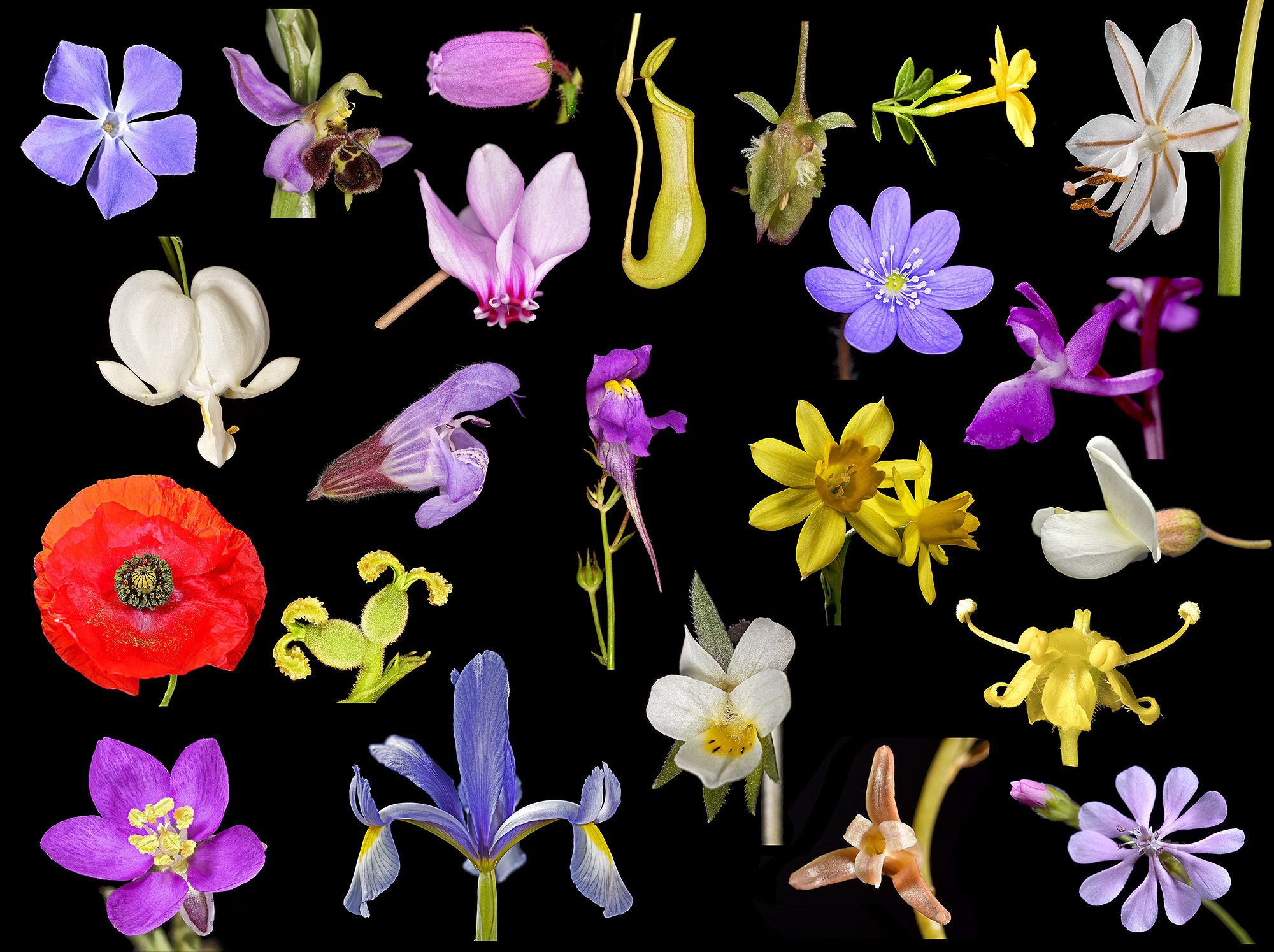 MORFO FISIOLOGÍA Y NUTRICIÓNN VEGETAL B