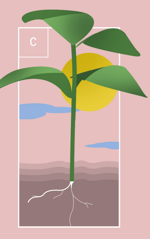 MORFO FISIOLOGÍA Y NUTRICIÓN VEGETAL D